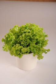 生菜
