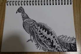 鸟