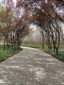 行道树