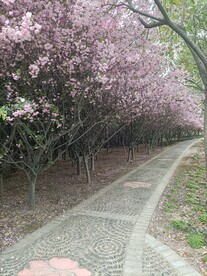 行道树