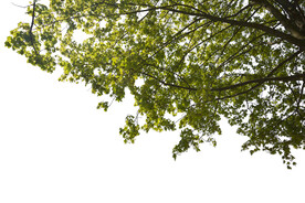 树