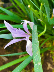 马莲花