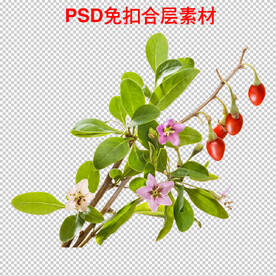 枸杞