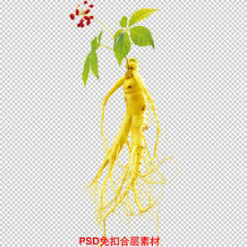 人参