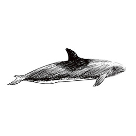 海豚