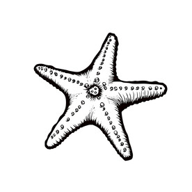 海星