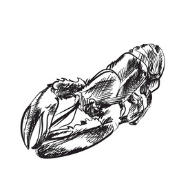 龙虾
