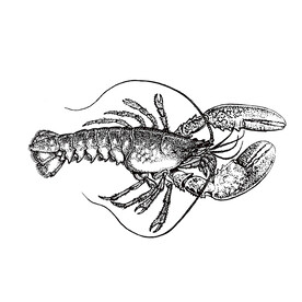 龙虾