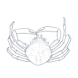 蟹