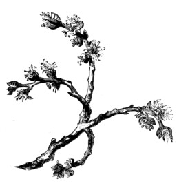 木棉花