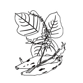 葛根