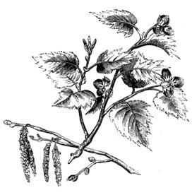 黄药子