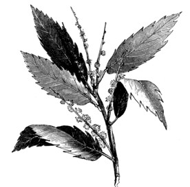 白背叶根