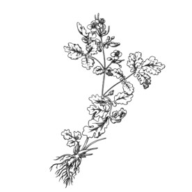 白屈菜