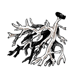 橡木苔