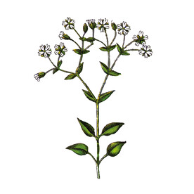 鹅肠菜