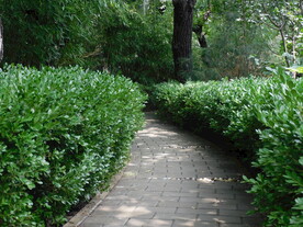 公园小路