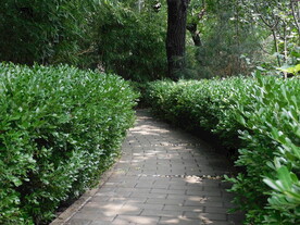 公园小路