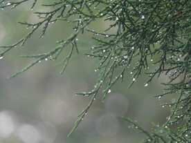 柏叶 雨后 雨水 露珠