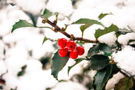  水果 树 植物 自然 