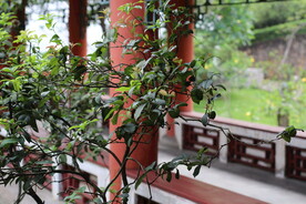 宫殿 古代 皇宫