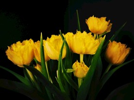 漂亮的郁金香鲜花