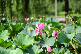 荷花