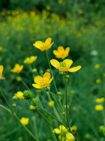 小黄花