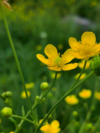 黄花