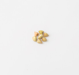 荞麦