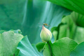 荷花