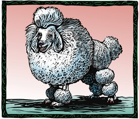 贵宾犬