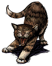 发怒的小猫