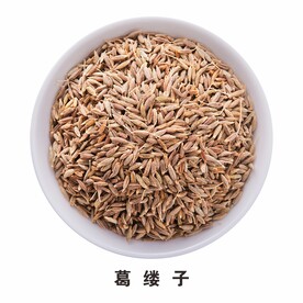 葛缕子免扣素材