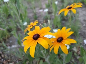 路边的黑心金光菊