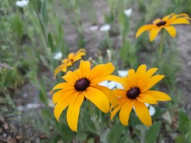 路边的黑心金光菊