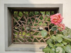 夏日木窗格和粉色月季