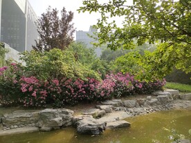 夏日园林流水花卉树林