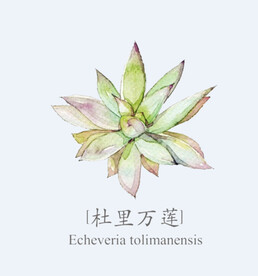 png格式植物花卉手绘素材