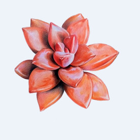 png格式植物花卉手绘素材