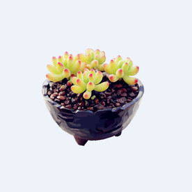 png格式植物花卉手绘素材