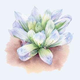 png格式植物花卉手绘素材