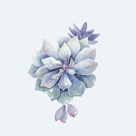 png格式植物花卉手绘素材