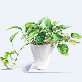 png格式植物花卉手绘素材