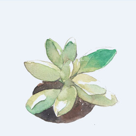 png格式植物花卉手绘素材