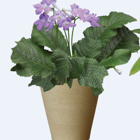 png格式植物花卉手绘素材