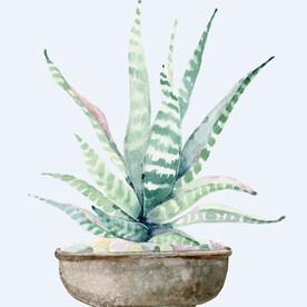 png格式植物花卉手绘素材