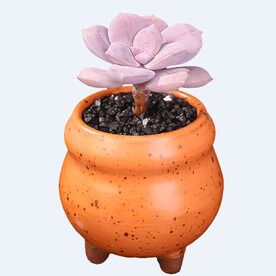 png格式植物花卉手绘素材