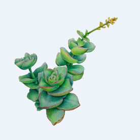 png格式植物花卉手绘素材