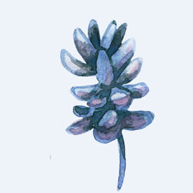 png格式植物花卉手绘素材